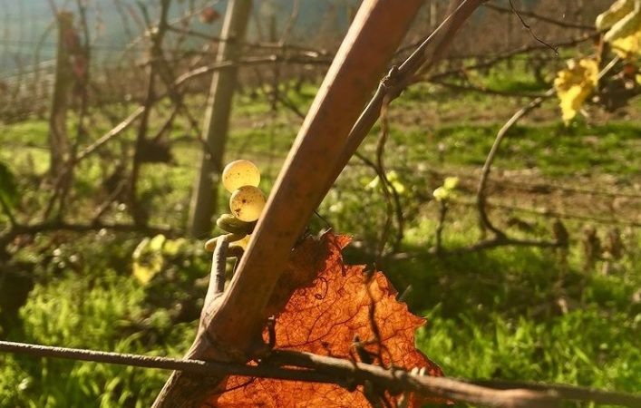 Vignes de Bourgogne en automne