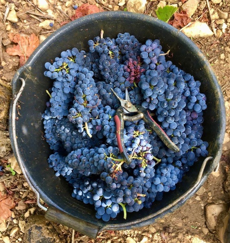 Pinot noir harvest