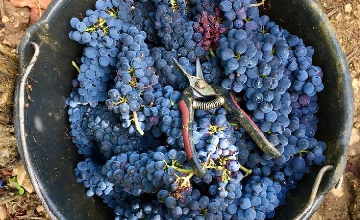 Pinot noir grapes and harvesting shears